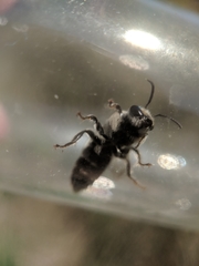 Colletes latitarsis