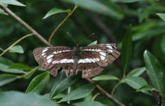 Neptis andetria