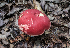 Boletus roodyi
