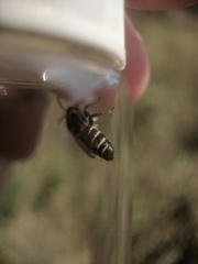 Colletes latitarsis