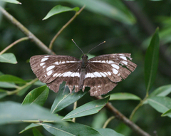 Neptis andetria