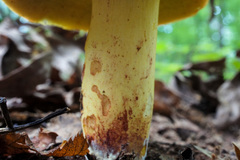 Boletus roodyi