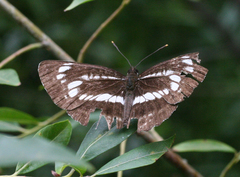 Neptis andetria