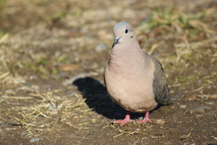 Zenaida auriculata