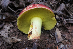Boletus roodyi