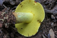 Boletus roodyi