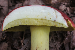 Boletus roodyi