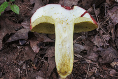 Boletus roodyi