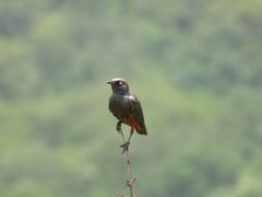 Lamprotornis pulcher