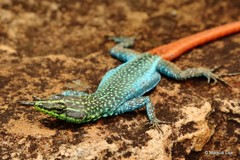 Platysaurus orientalis