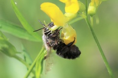 Megachile nigriventris