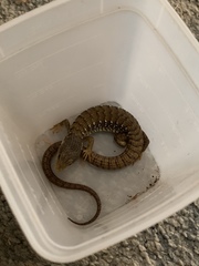 Elgaria multicarinata scincicauda