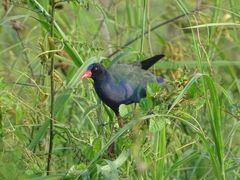 Porphyrio alleni