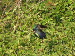Porphyrio alleni