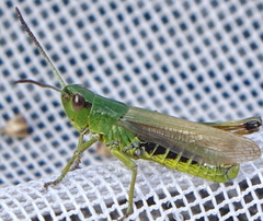 Pseudochorthippus montanus