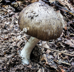 Amanita submaculata