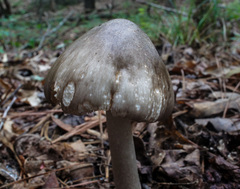 Amanita submaculata
