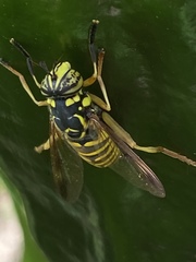 Spilomyia interrupta