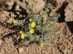Heterotheca hirsutissima