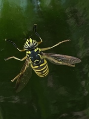 Spilomyia interrupta