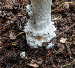 Amanita submaculata