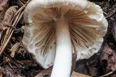 Amanita submaculata