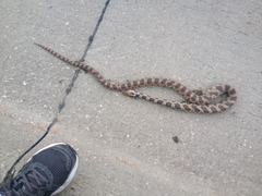 Pantherophis ramspotti