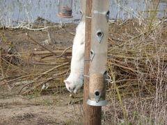 Sciurus carolinensis
