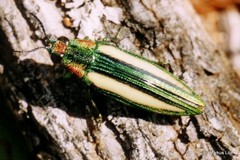 Afrochroa lepida