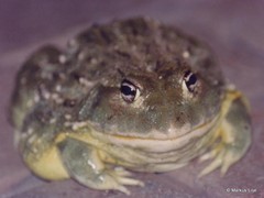 Pyxicephalus adspersus