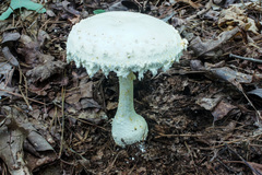 Amanita rhopalopus