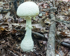 Amanita rhopalopus