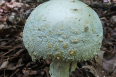 Amanita rhopalopus