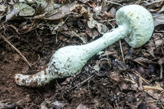 Amanita rhopalopus