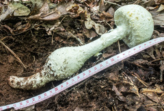 Amanita rhopalopus