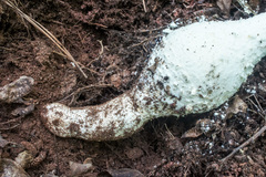 Amanita rhopalopus