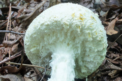 Amanita rhopalopus