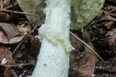 Amanita rhopalopus