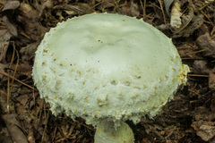 Amanita rhopalopus