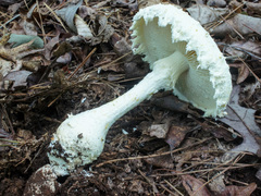 Amanita rhopalopus