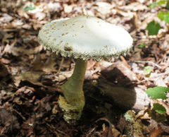 Amanita rhopalopus
