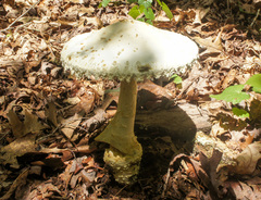 Amanita rhopalopus