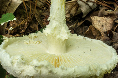 Amanita rhopalopus