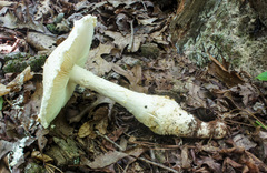 Amanita rhopalopus