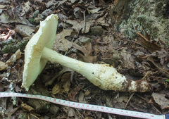 Amanita rhopalopus