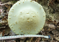 Amanita rhopalopus