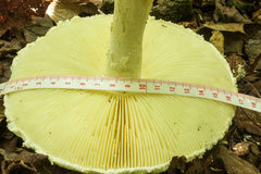 Amanita rhopalopus