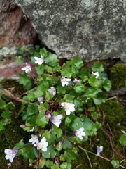 Cymbalaria muralis