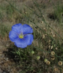 Linum perenne