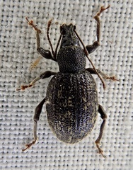 Otiorhynchus aurifer